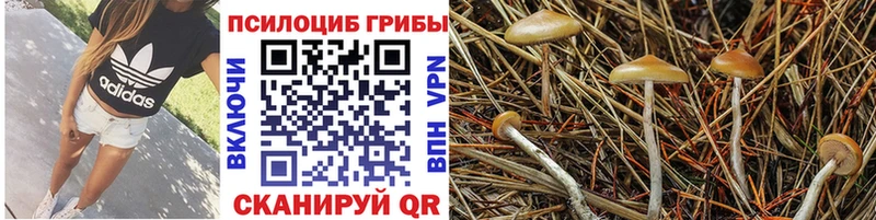 Галлюциногенные грибы Cubensis  Волжск 